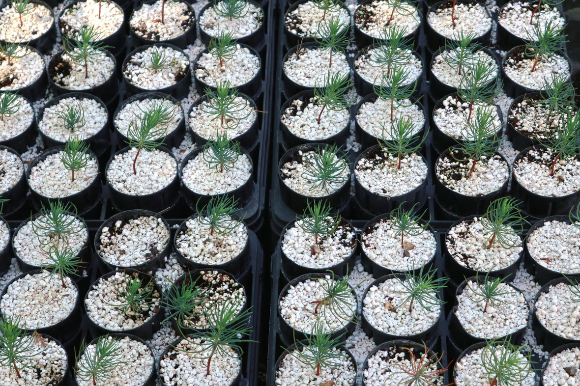 E sp2 L secondary IMG 1007 crop web