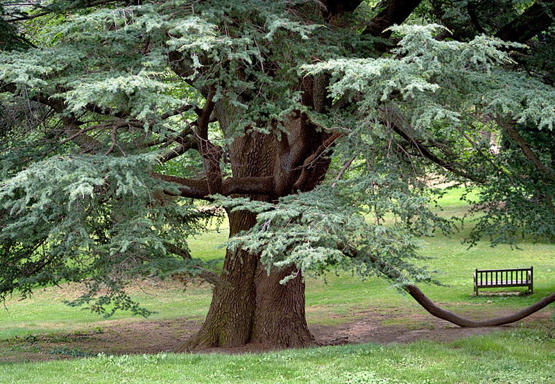 tyler cedar lebanon original